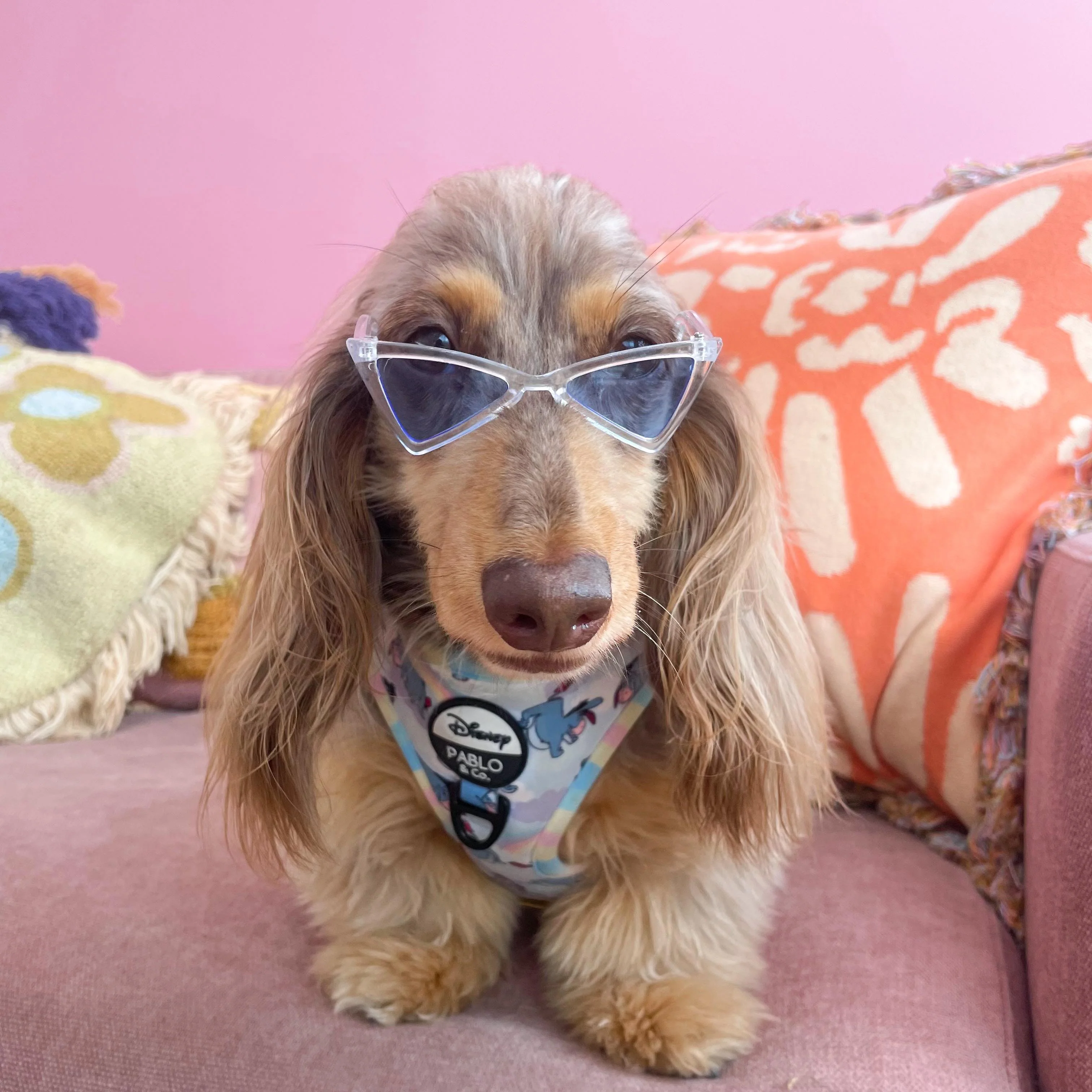 Pet Sunglasses - Image 3