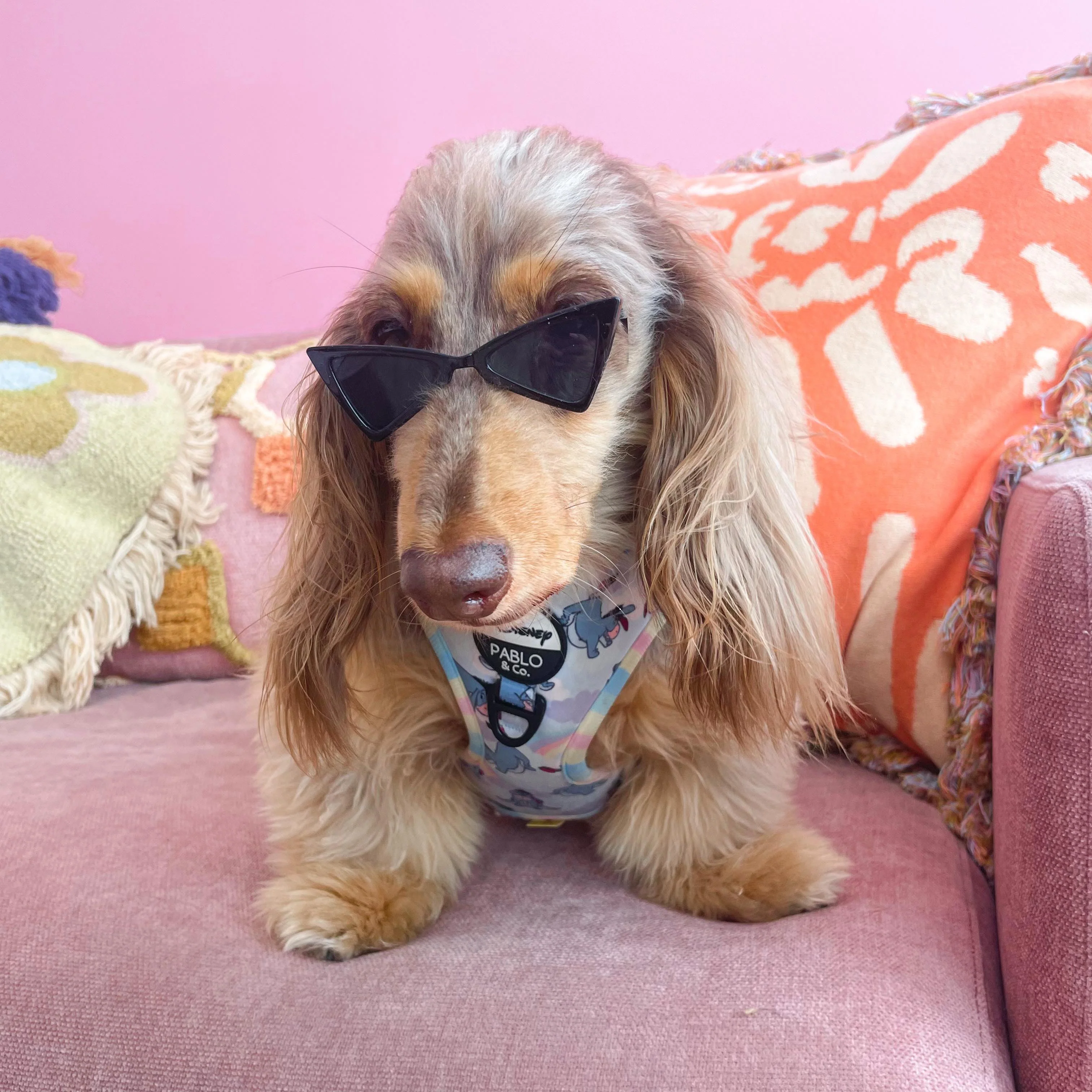 Pet Sunglasses - Image 4
