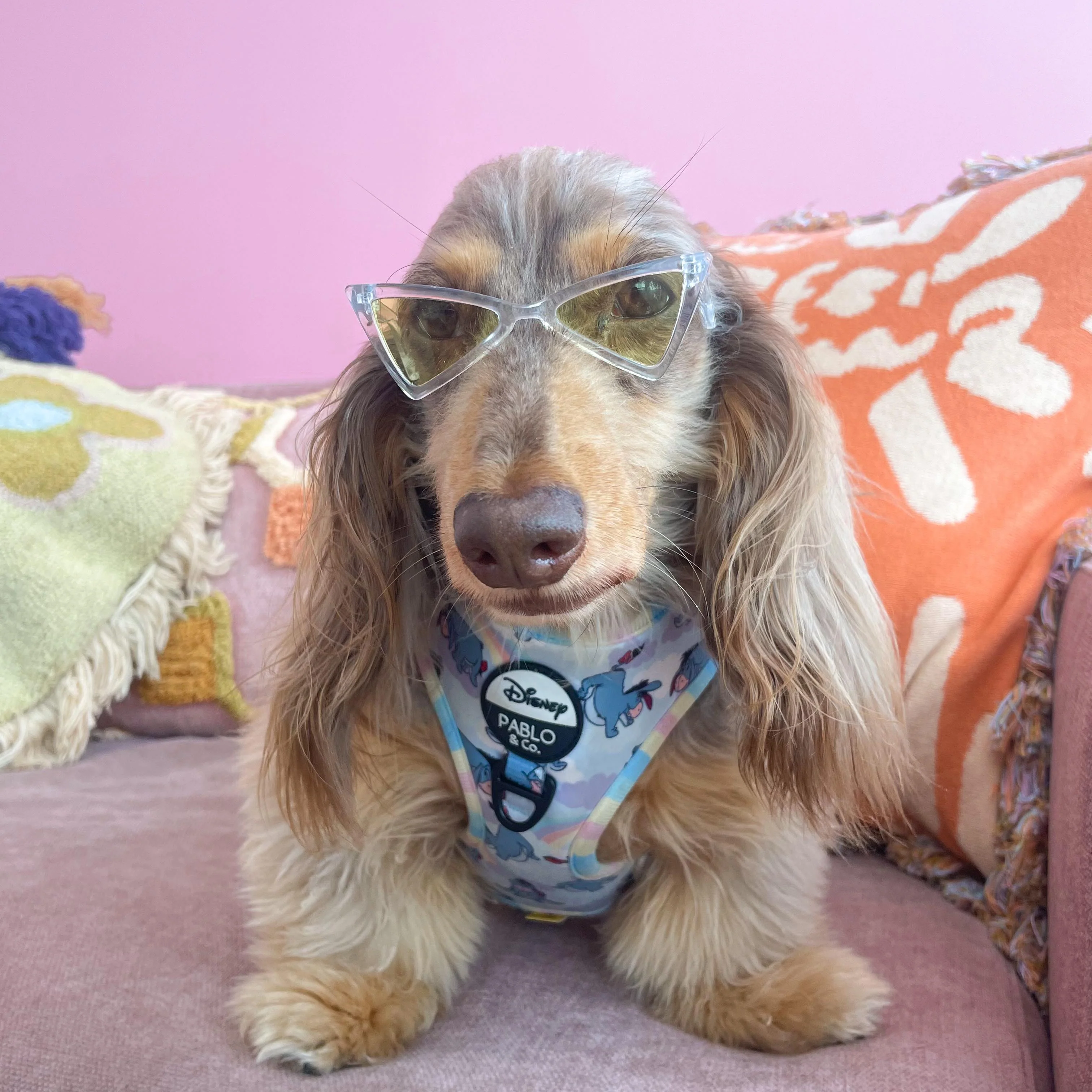 Pet Sunglasses - Image 5