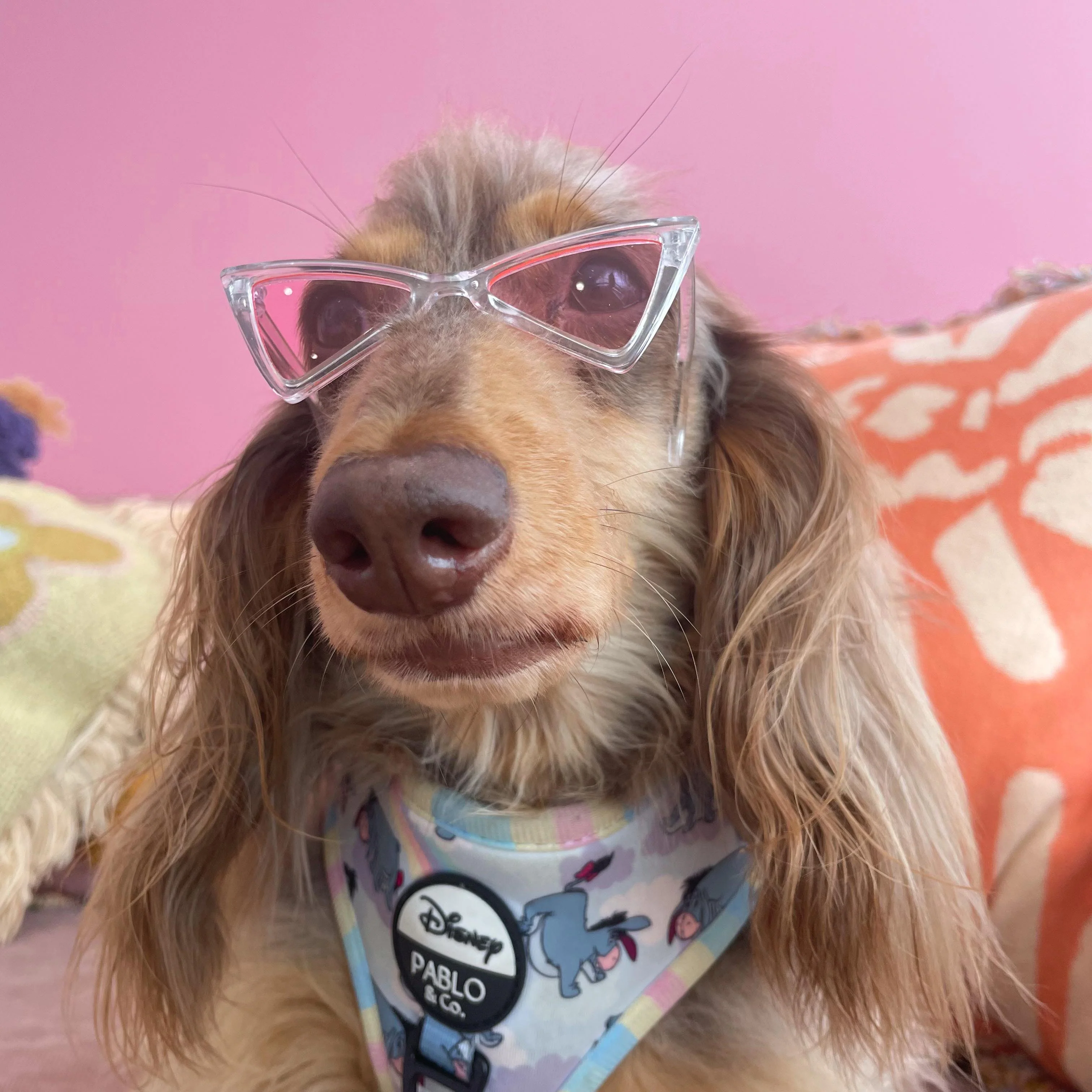 Pet Sunglasses - Image 6